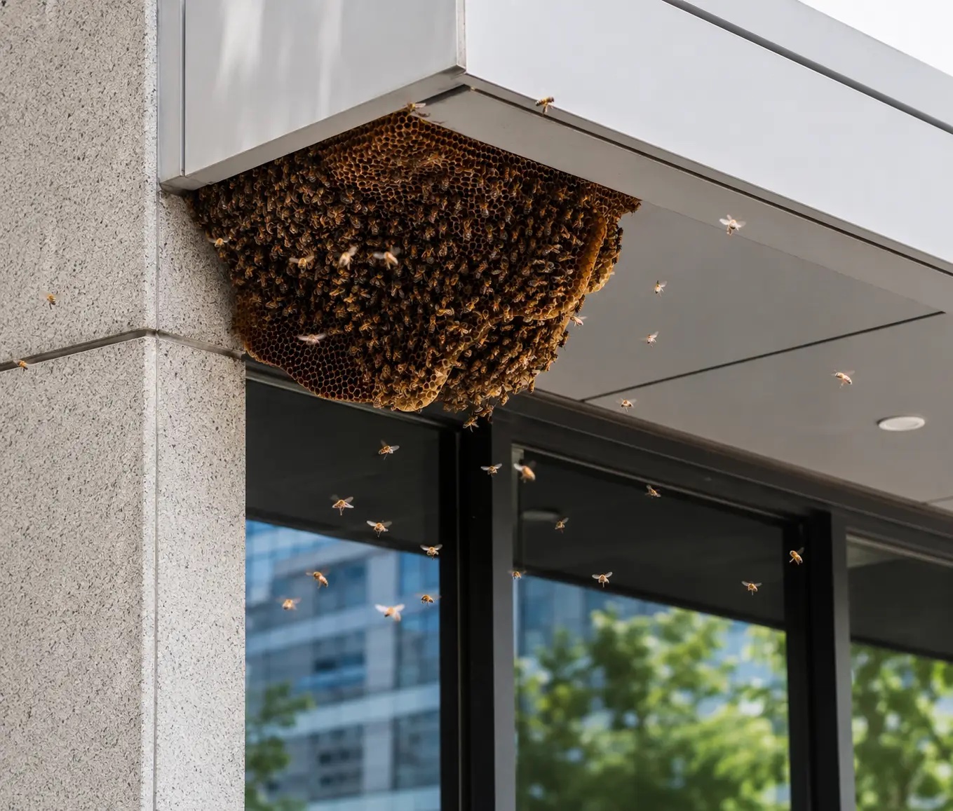 Bee colony and honeycomb on a building structure